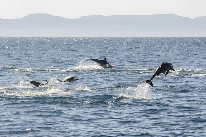 Espiritu Santo Wildlife Expedition and Snorkeling Tour (Private) - Who Is This Tour Best For?