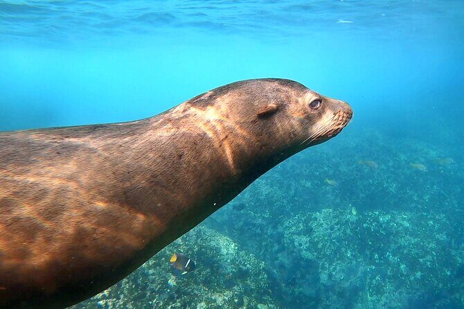 Espiritu Santo Wildlife Expedition and Snorkeling Tour (Private) - FAQ