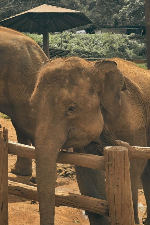 Espresso & Elephant - Exploring Cypress Lane