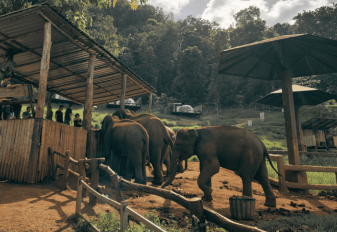 Espresso & Elephant - Important Information to Know