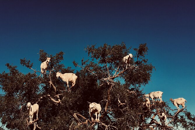 ESSAOUIRA 1 Day Shared Tour From Marrakech - Customer Requirements