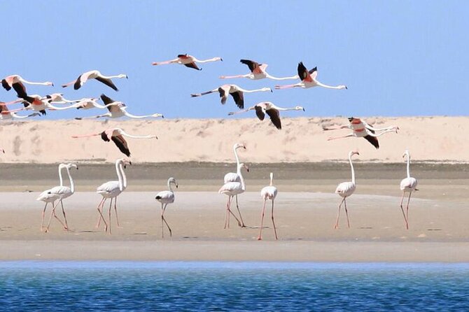 Essaouira City Excursion to the Atlantic Coast of Marrakech - Frequently Asked Questions