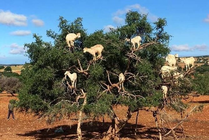 Essaouira Day Trip - Essaouira Beach
