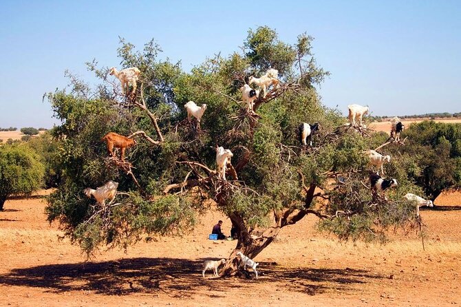 Essaouira Day Trip - Cancellation Policy