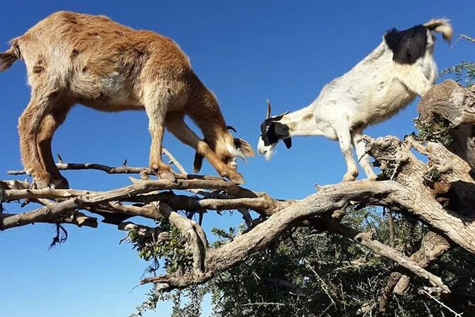 Essaouira Day Trip - Traveler Photos and Reviews