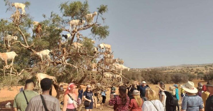 Essaouira Day Trip From Marrakech - Customer Review