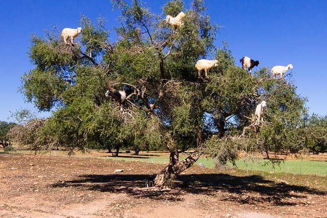 Essaouira Day Trip From Marrakech - The Sum Up