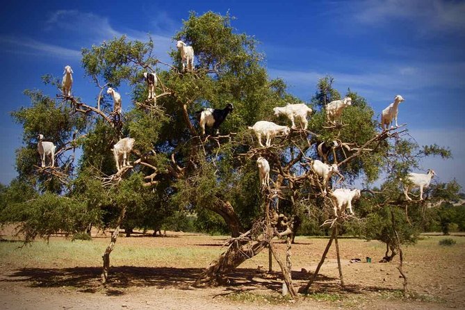 Essaouira - Day Trip From Marrakech - Personalized Small Group Experience