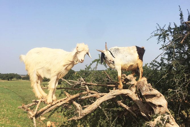 Essaouira Day Trip From Marrakech Including Surf Training - Reviews and Feedback