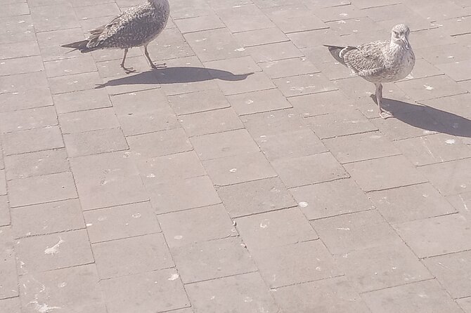 Essaouira Day Trip Shared Group - Sightseeing and Activities