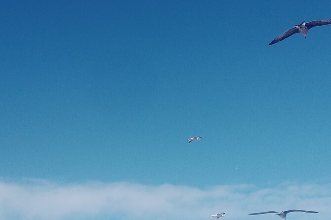 Essaouira Day Trip Shared Group - The Sum Up