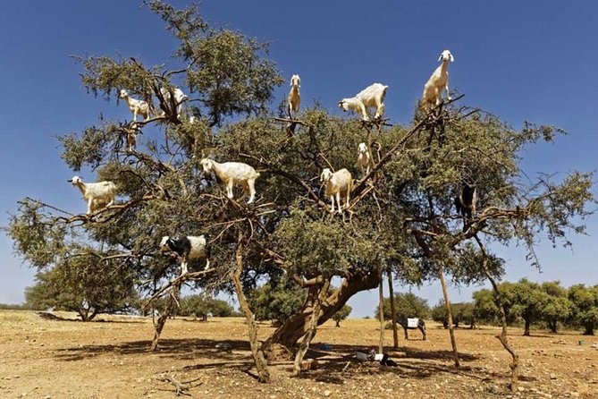 Essaouira From Marrakech Small Group Full Day Tour - Good To Know