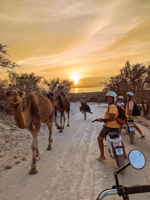 Essaouira : Half-Day E-Experience From Mountains to Sea - Activity Details