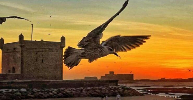 Essaouira Mogador Atlantic Coast Day Trip From Marrakech - Experience Highlights