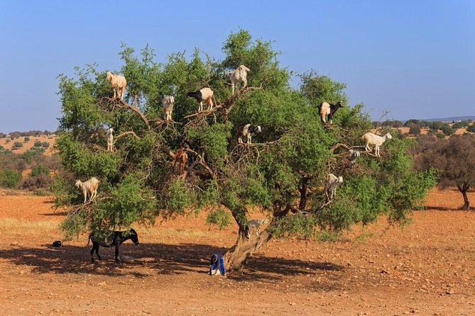 Essaouira Mogador Shared Day Trip From Marrakech - Pricing and Guarantee