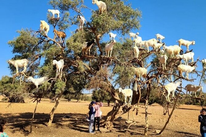 Essaouira : One Day Private Tour From Marrakech - Operational Details
