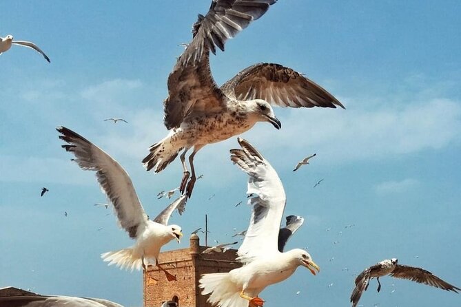 Essaouira One Day Trip - Guarantee and Cancellation Policy