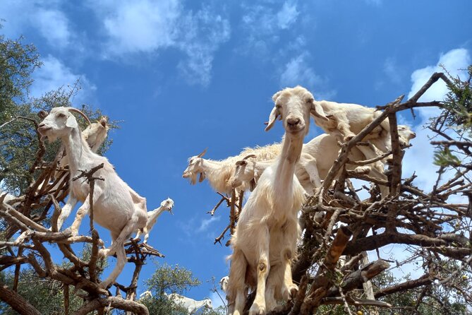 Essaouira One Day Trip From Marrakech - Trip Overview