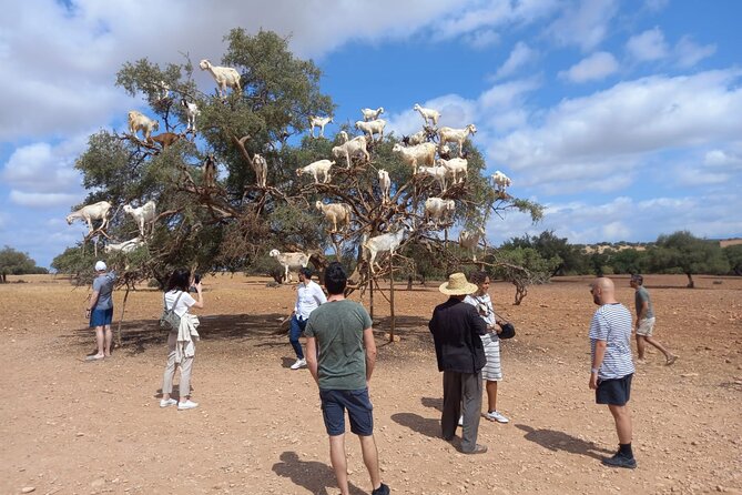 Essaouira One Day Trip From Marrakech - Frequently Asked Questions
