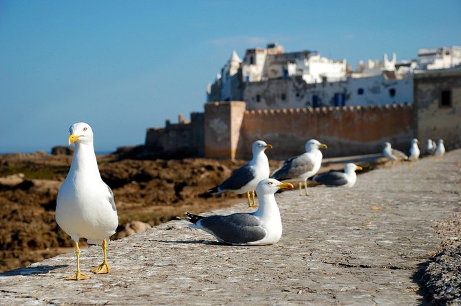 Essaouira, Private Day Tour - Meeting Point Information