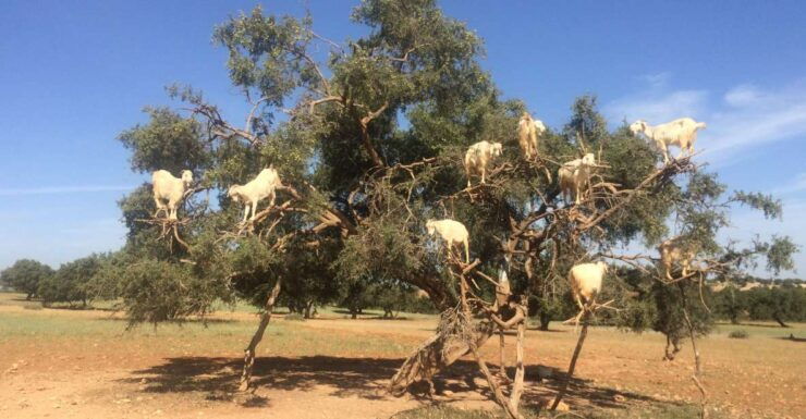 Essaouira Private Day Trip From Marrakech - Activity Details
