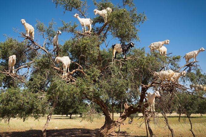 Essaouira Private Day Trip From Marrakech - Good To Know