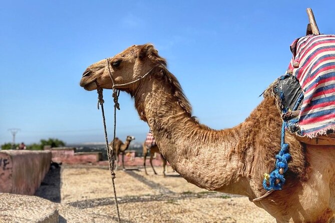 Essaouira Private Day Trip From Marrakech - Meeting and Pickup