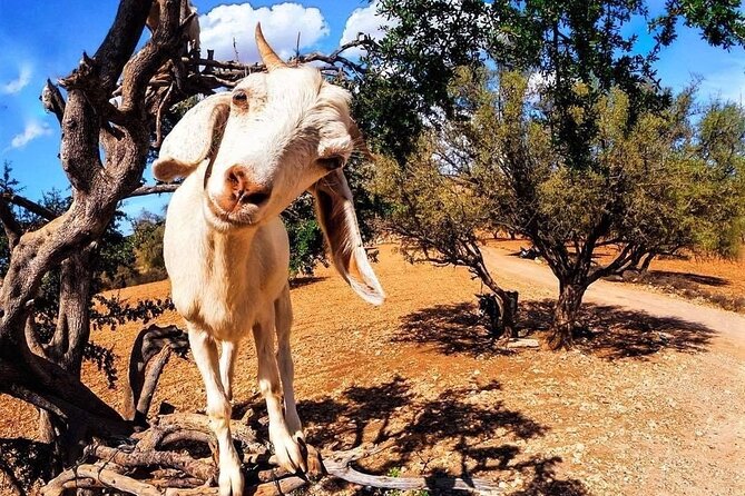 Essaouira Private Full-Day Trip From Marrakech (All-Inclusive) - Pricing Information