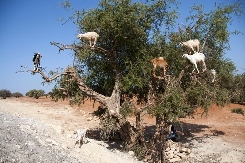 Essaouira Self Guided Day Trip from Marrakech - Should you book the Marrakech to Essaouira trip?