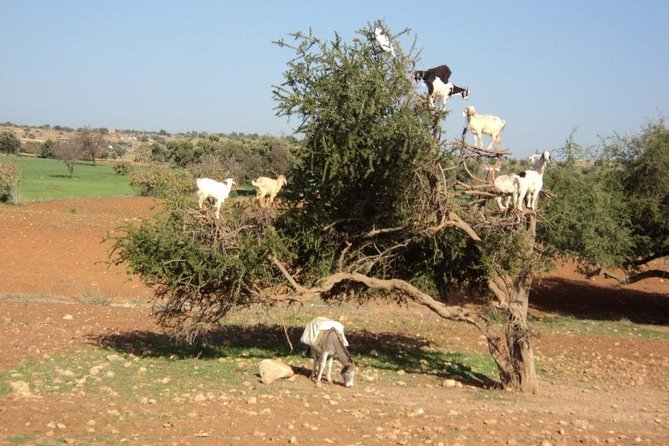 Essaouira The Small Fishing Harbor - Common Questions
