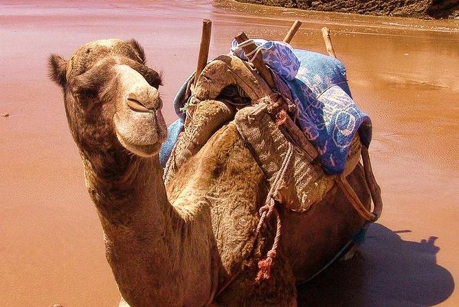 Essaouira Tour From Marrakech Shared Small-Group - Prebooking Transport