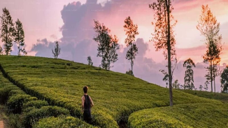 Essence of Sri Lanka: 12 Days of Culture, Nature & Adventure - Good To Know