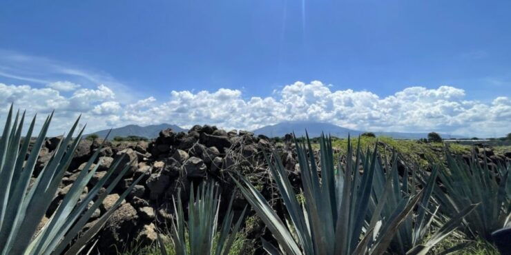 Essence of Tequila - Distillery Tour and Tasting