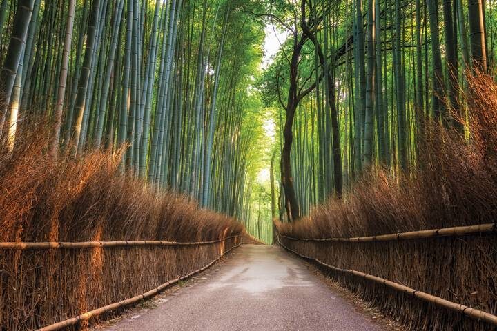 Essential Japan 7-Day Tour by Europamundo - Tokyo’s temples, crossing, and city views