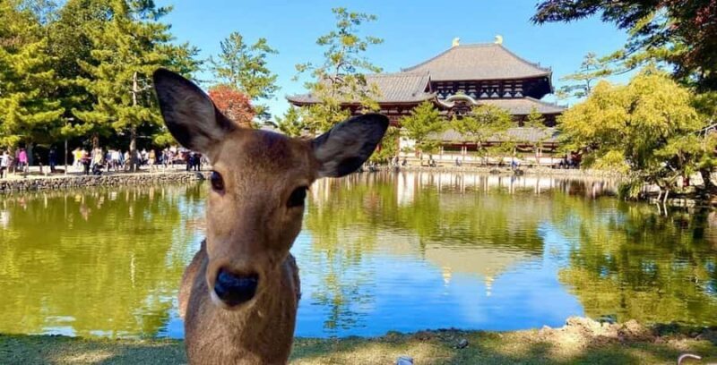 Essential Nara: Origins of Spiritual Japan - What to Expect During the Tour