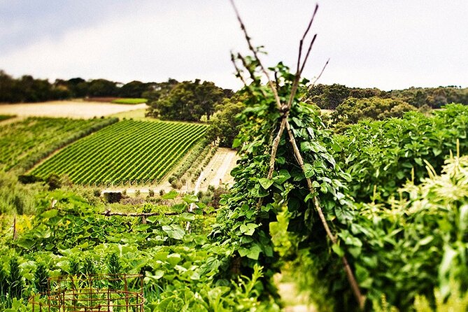 Estate to Plate: Montalto Vineyard Gourmet Lunch and Wine-Tasting Tour - Questions and Booking Details