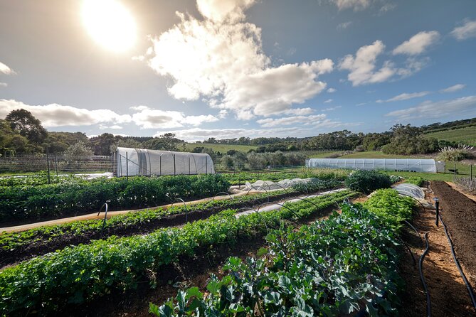 Estate to Plate: Montalto Vineyard Gourmet Lunch and Wine-Tasting Tour - Background