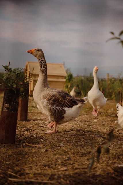 Estate Tour and Tasting - Tour Details and Itinerary