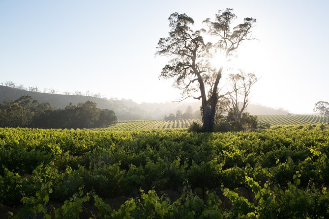 Estate Tour From Soil to Glass - Tasting Experience
