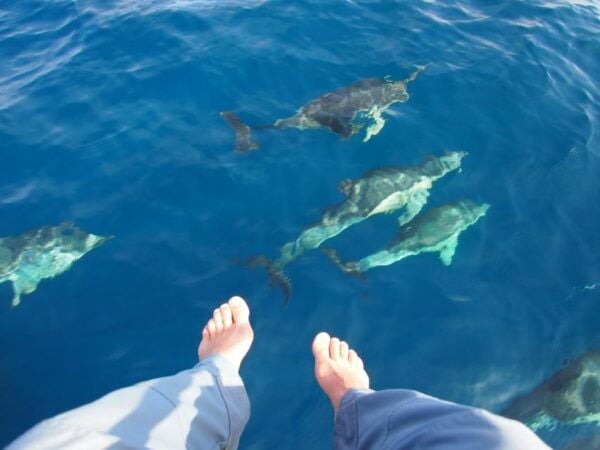 Estepona: Always Private - Sail - Dolphin Yacht Charter - Paddle - Booking and Cancellation Policy