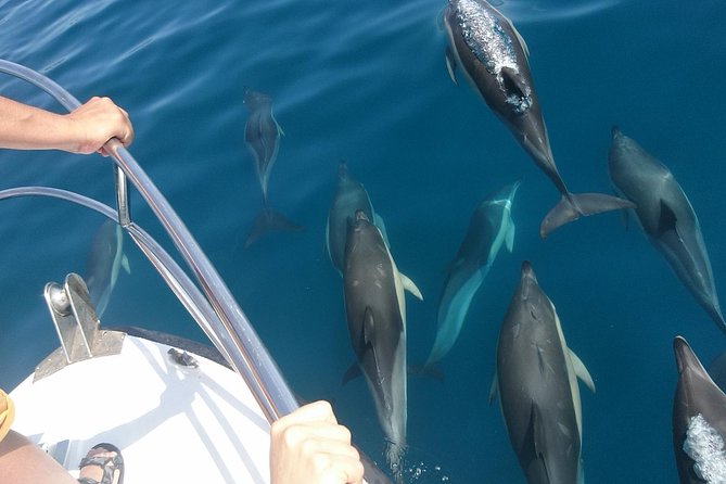 Estepona Bay Tour - Reviews and Experiences