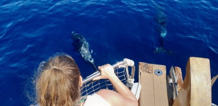 Estepona: Boat Trip Dolphin Search With Drinks and Snacks - Tour Details