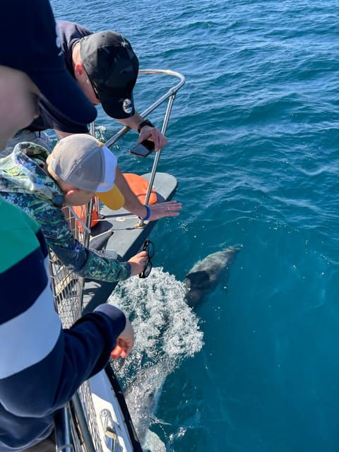 Estepona: Dolphins Searching Sea Cruise With Drink & Snacks - Experience Highlights