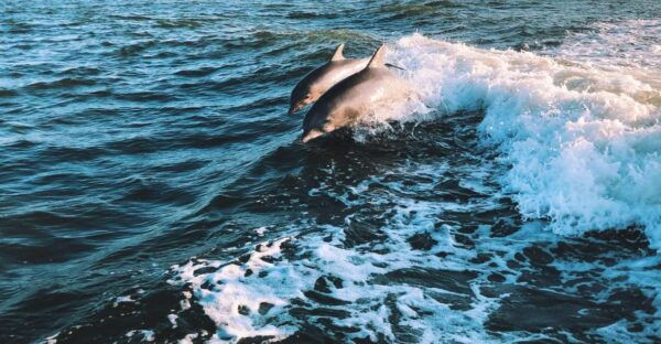 Estepona: Sailing Boat Rental With Drink & Picnic - Frequently Asked Questions