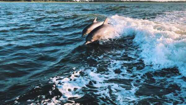Estepona: Sailing Boat Rental With Drink & Picnic - The Sum Up