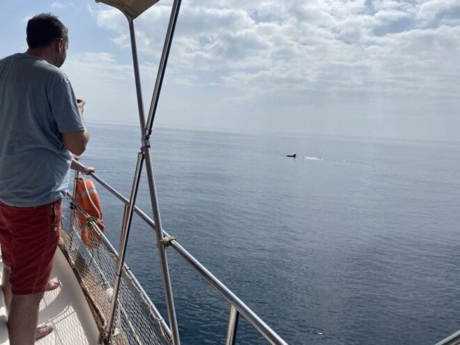 Estepona: Sea Cruise in Search of Dolphins/Drink & Snacks - Additional Information