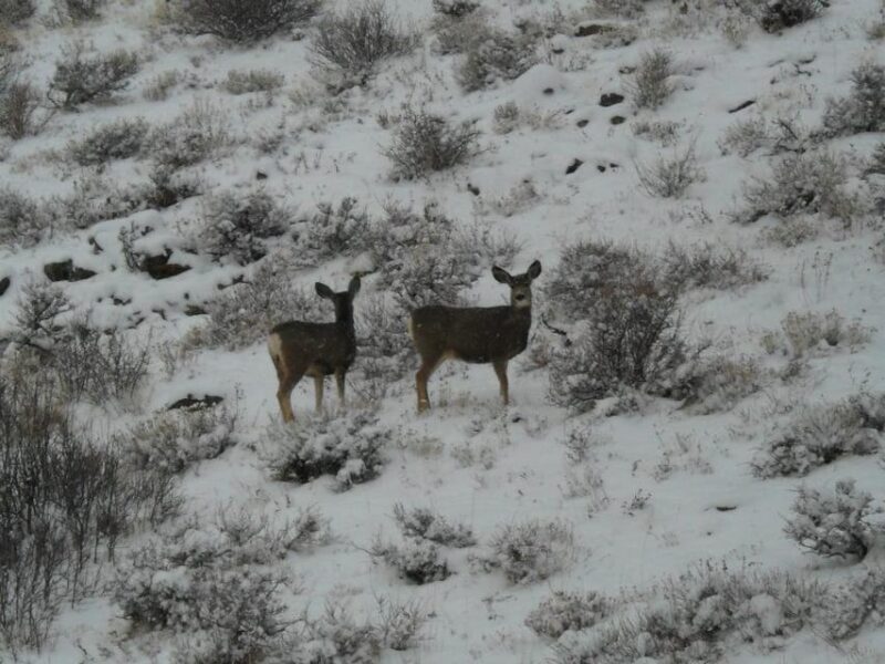 Estes Park: Bear Lake Corridor Tour - FAQs