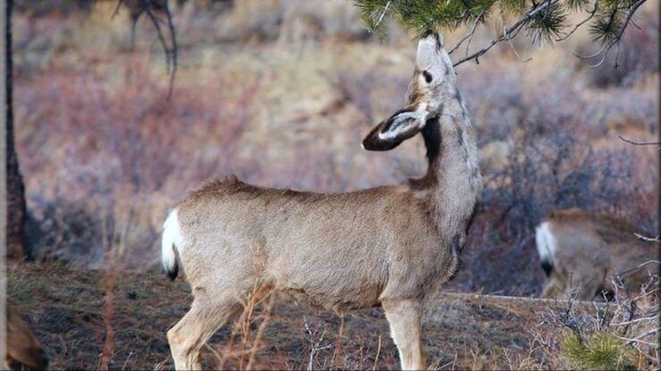 Estes Park: Bear Lake Corridor Tour - Good To Know