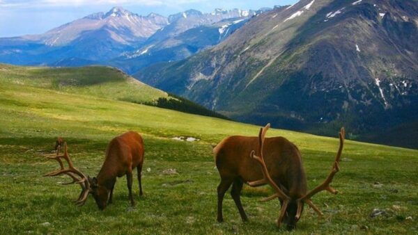 Estes Park: Bear Lake Corridor Tour - Guided Photography Spots