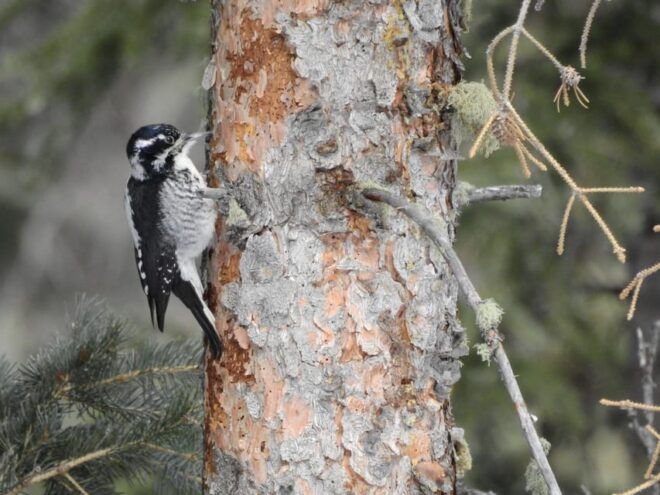 Estes Park: Birds of Colorado Speaker Series - Booking Information